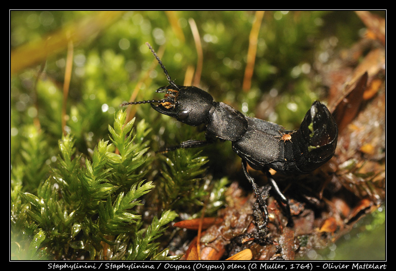 Ocypus (Ocypus) olens (O. Muller, 1764)