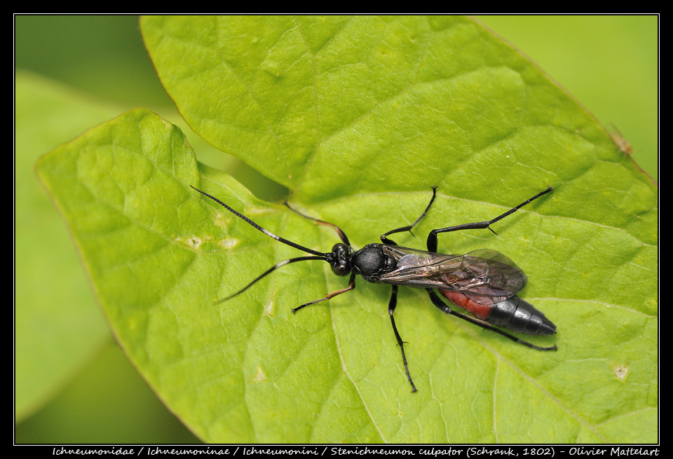 Stenichneumon culpator (Schrank, 1802)