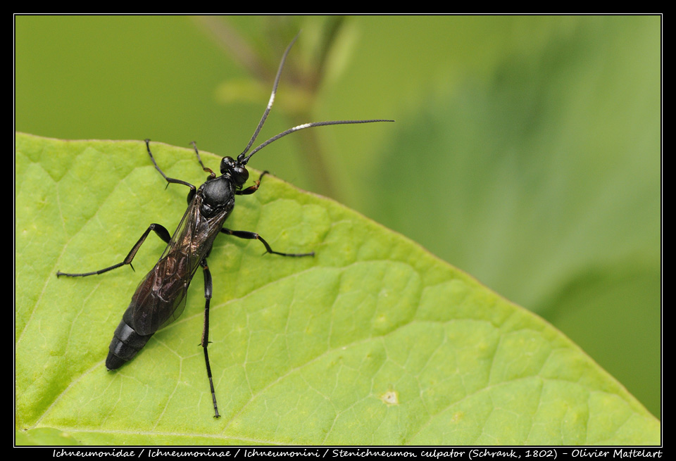 Stenichneumon culpator (Schrank, 1802)