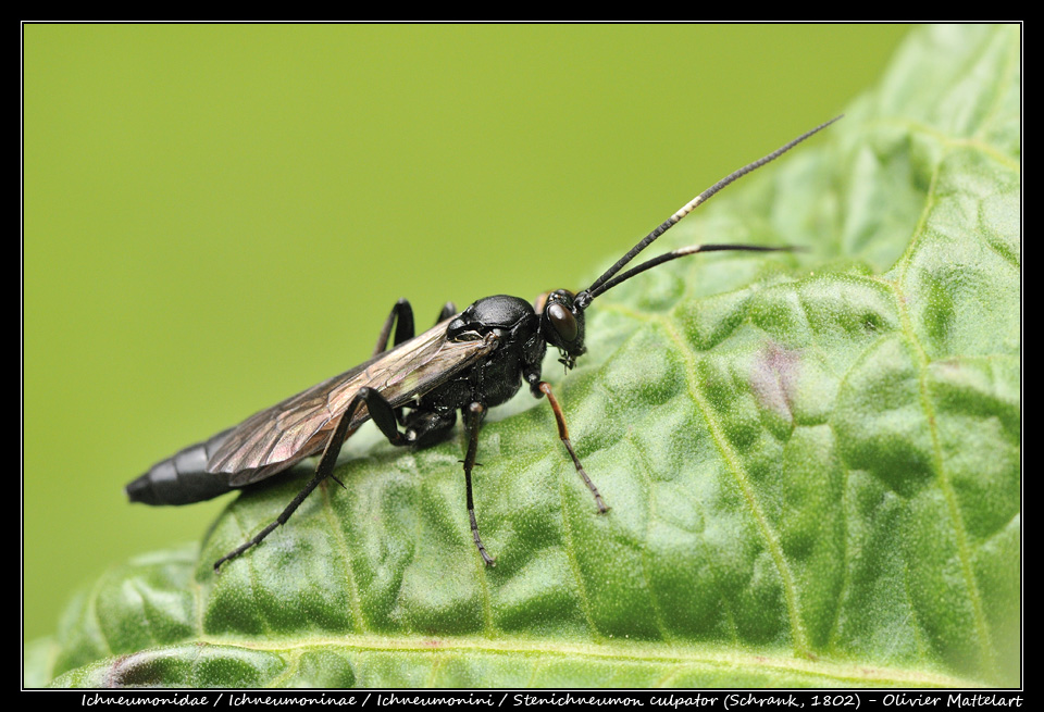 Stenichneumon culpator (Schrank, 1802)