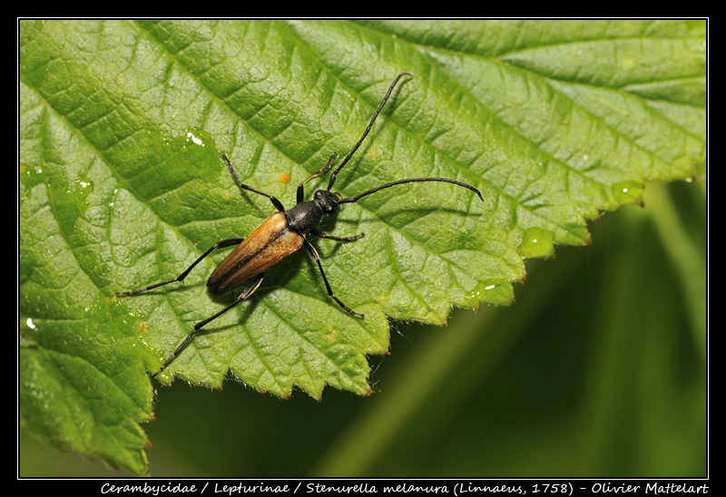 Stenurella melanura (Linnaeus, 1758)