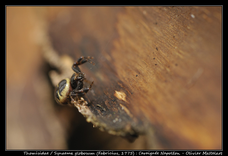 Synaema globosum (Fabricius, 1775)