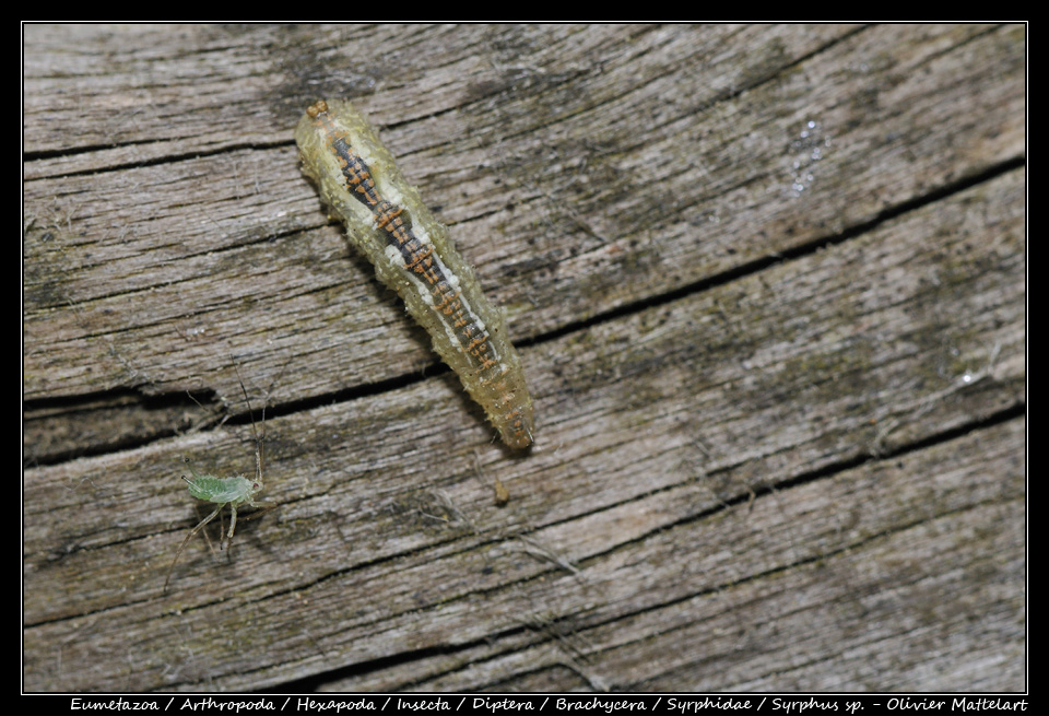 Syrphus sp.