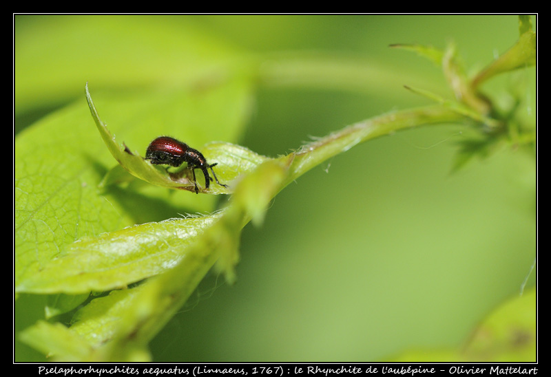 Pselaphorhynchites aequatus (Linnaeus, 1767)