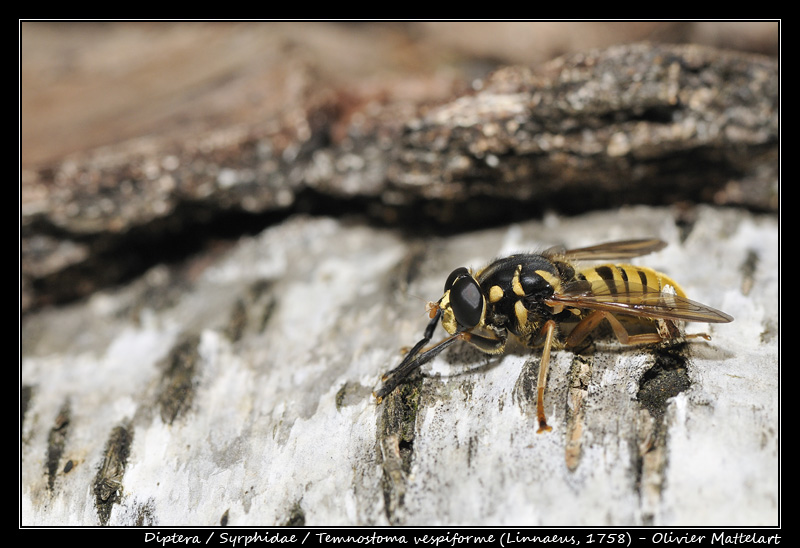 Temnostoma vespiforme (Linnaeus, 1758)