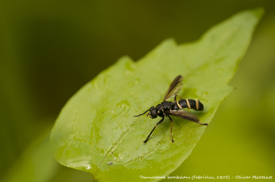 Temnostoma bombylans (Fabricius, 1805)