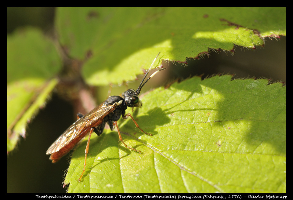 Tenthredo (Tenthredella) ferruginea (Schrank, 1776)