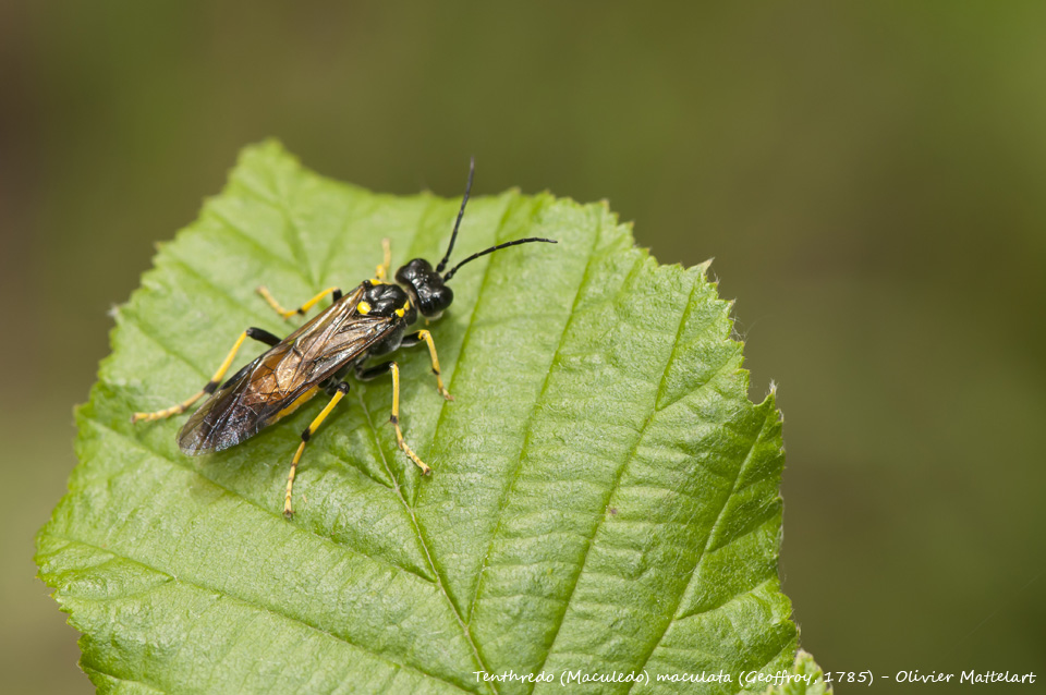 Tenthredo (Maculedo) maculata (Geoffroy, 1785)