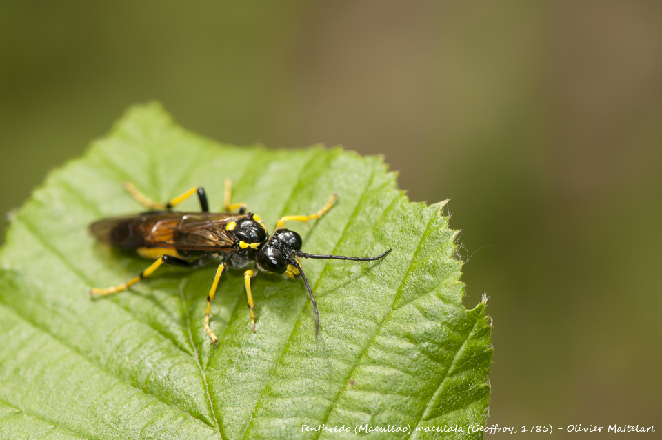 Tenthredo (Maculedo) maculata (Geoffroy, 1785)