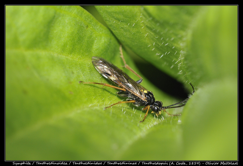 Tenthredopsis (A. Costa, 1859)