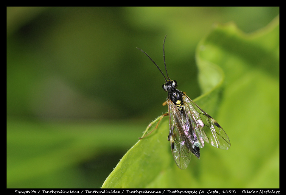 Tenthredopsis (A. Costa, 1859)