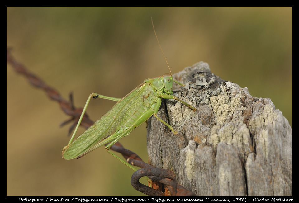 Tettigonia viridissima (Linnaeus, 1758)