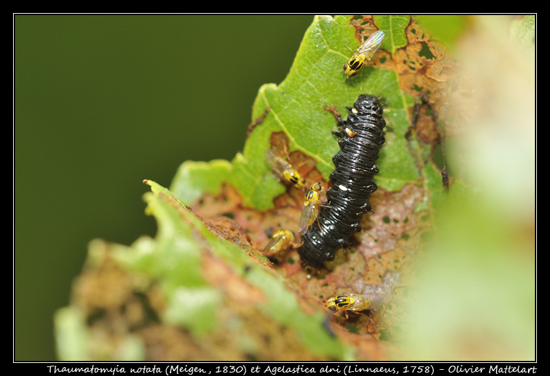 Thaumatomyia notata et Agelastica alni (larve)