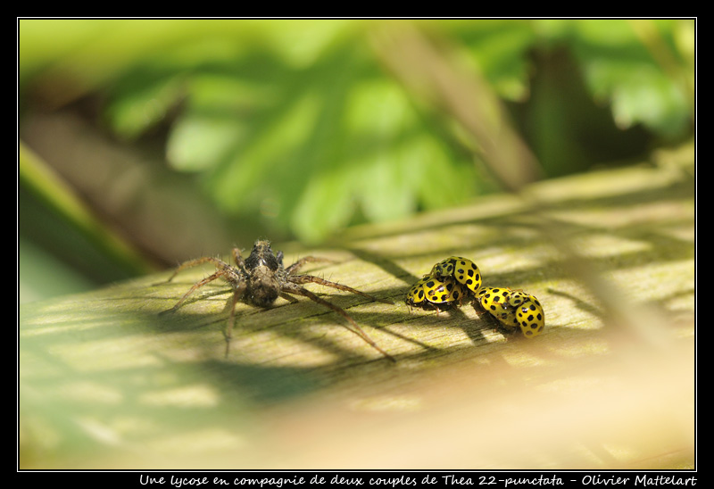 Psyllobora (Thea) 22-punctata (Linnaeus, 1758) 