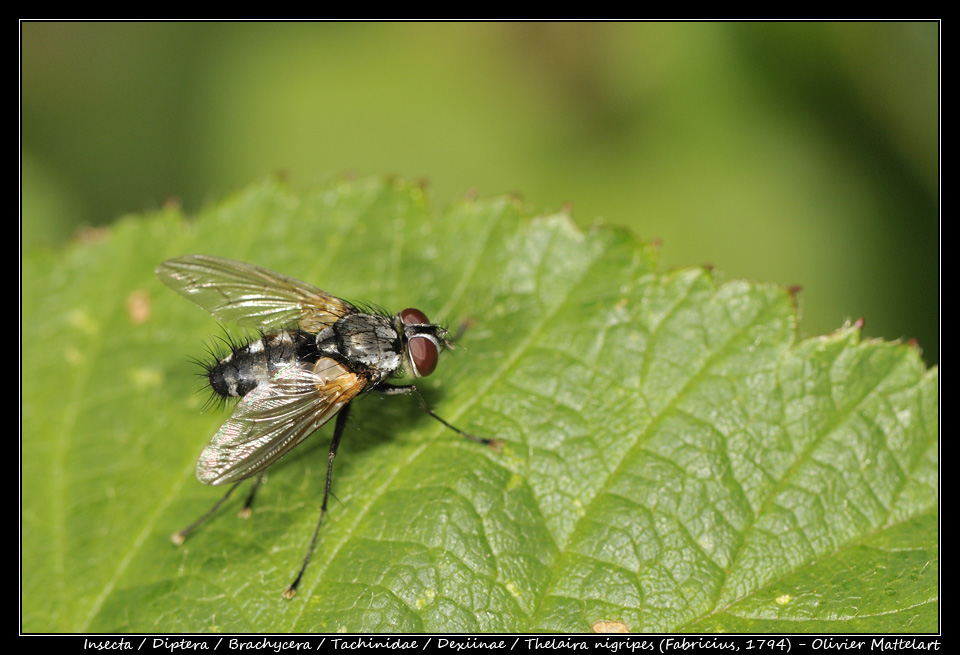 Thelaira nigripes (Fabricius, 1794)