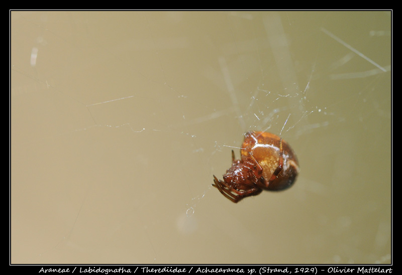 Achaearanea sp. (Strand, 1929)