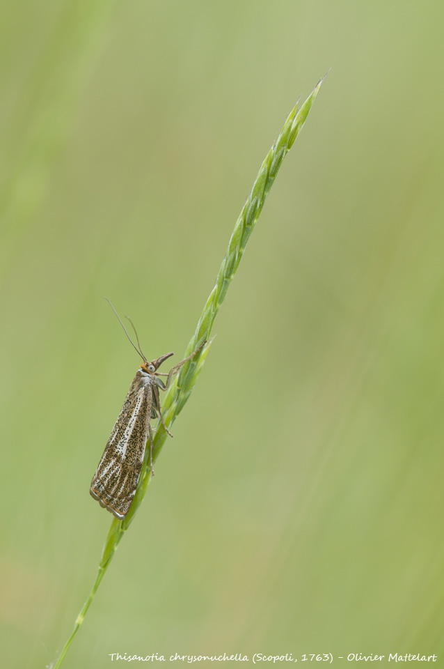 Thisanotia chrysonuchella (Scopoli, 1763)