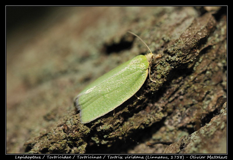 Tortrix viridana (Linnaeus, 1758)