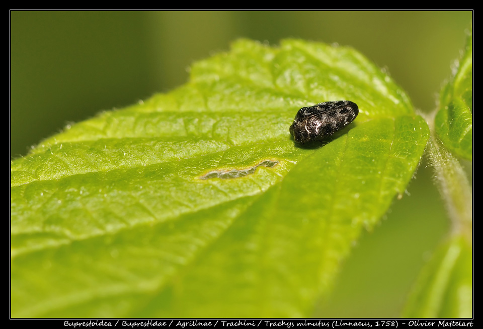 Trachys minutus (Linnaeus, 1758)