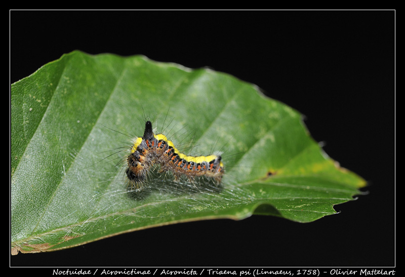 Triaena psi (Linnaeus, 1758)