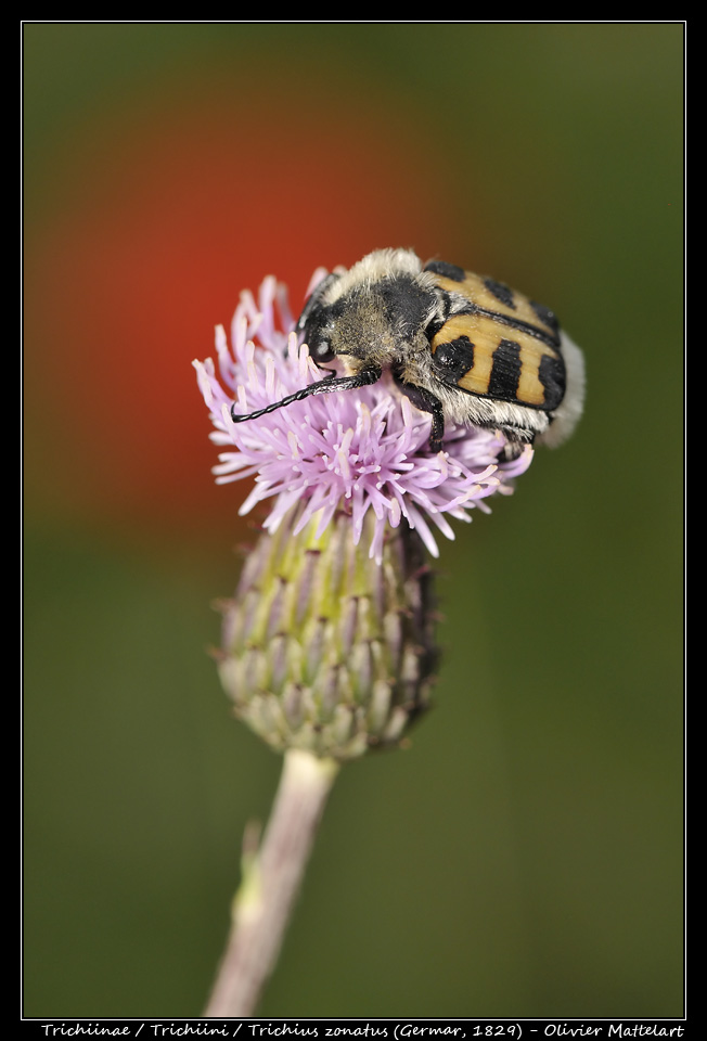 Trichius zonatus (Germar, 1829)