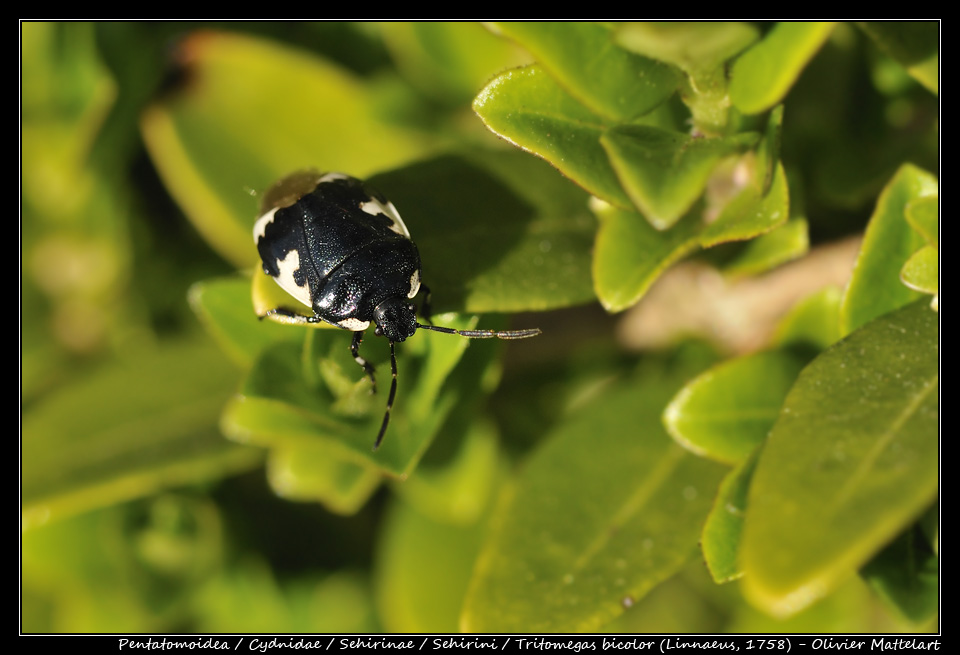 Tritomegas bicolor (Linnaeus, 1758)