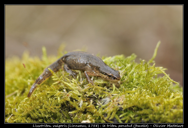 Lissotriton vulgaris (Linnaeus, 1758)