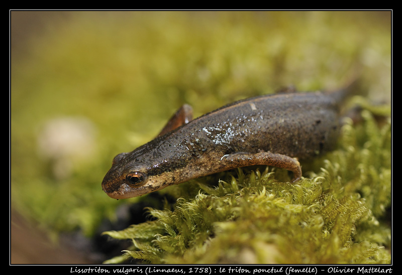 Lissotriton vulgaris (Linnaeus, 1758)