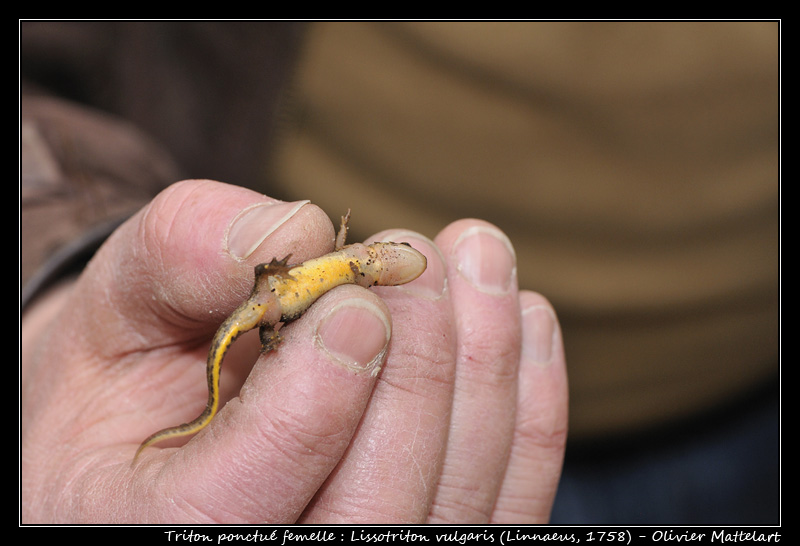 Lissotriton vulgaris (Linnaeus, 1758)