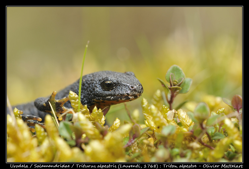 Triturus alpestris (Laurenti, 1768)