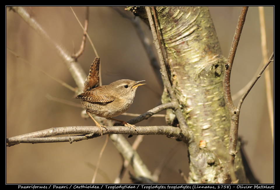 Troglodytes troglodytes (Linnaeus, 1758)