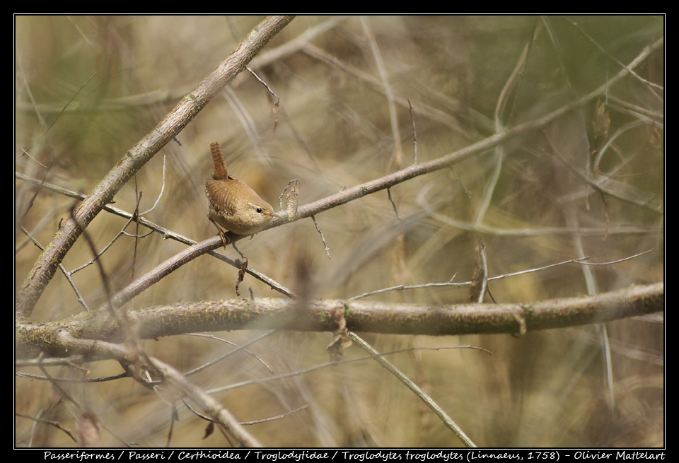 Troglodytes troglodytes (Linnaeus, 1758)