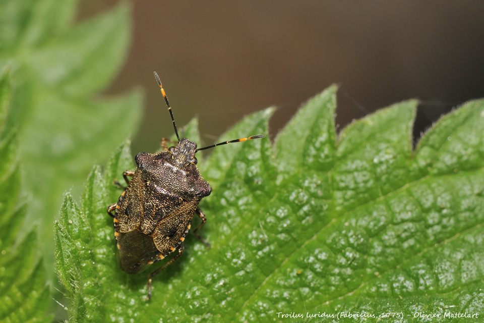 Troilus luridus (Fabricius, 1775)