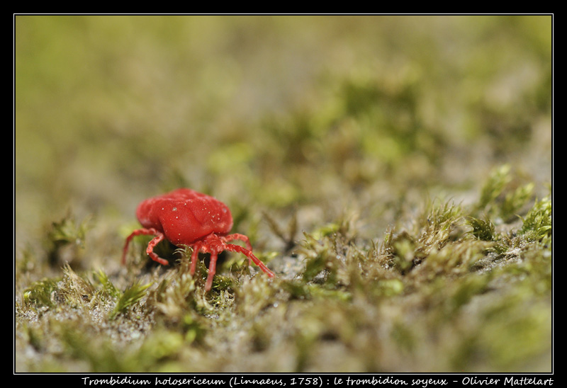 Trombidium holosericeum (Linnaeus, 1758)