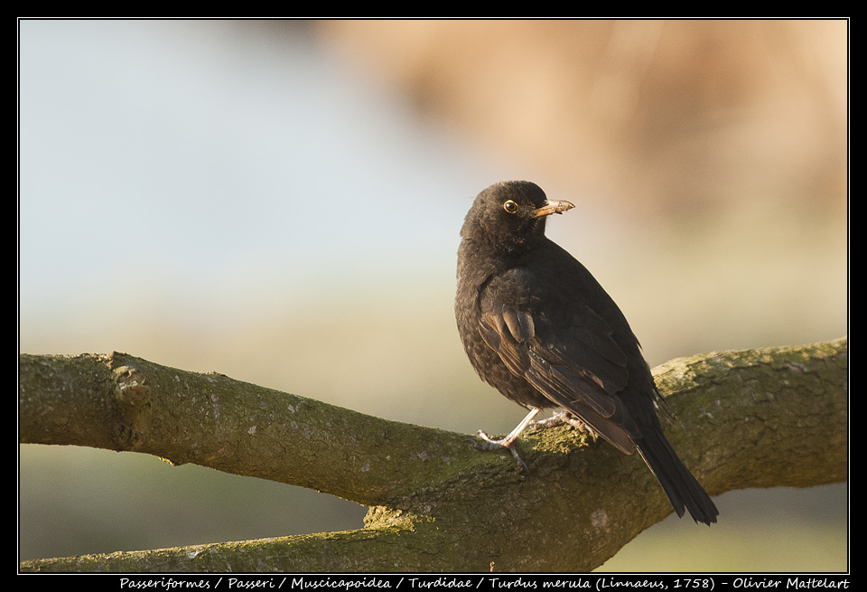 Turdus merula (Linnaeus, 1758)