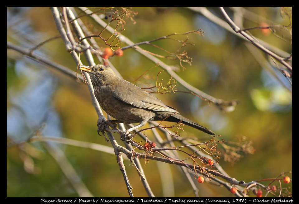 Turdus merula (Linnaeus, 1758)