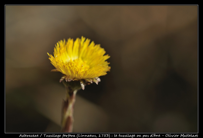 Tussilago farfara (Linnaeus, 1753)