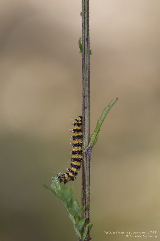 Tyria jacobaeae (Linnaeus, 1758)