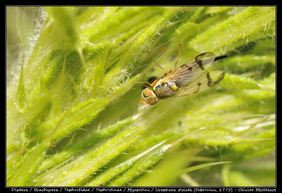 Urophora stylata (Fabricius, 1775)