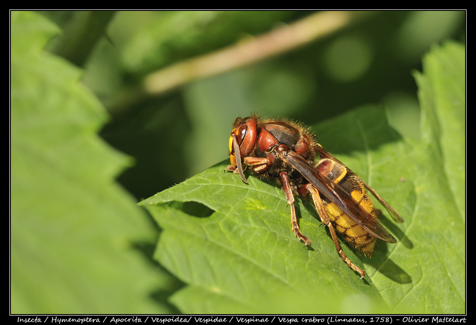 Vespa crabro (Linnaeus, 1758)