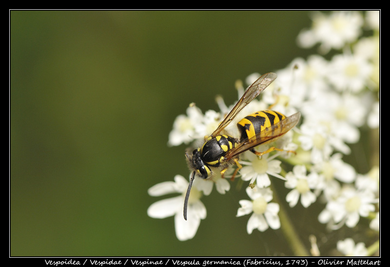 Vespula germanica (Fabricius, 1793)