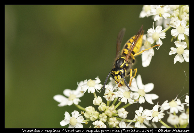 Vespula germanica (Fabricius, 1793)