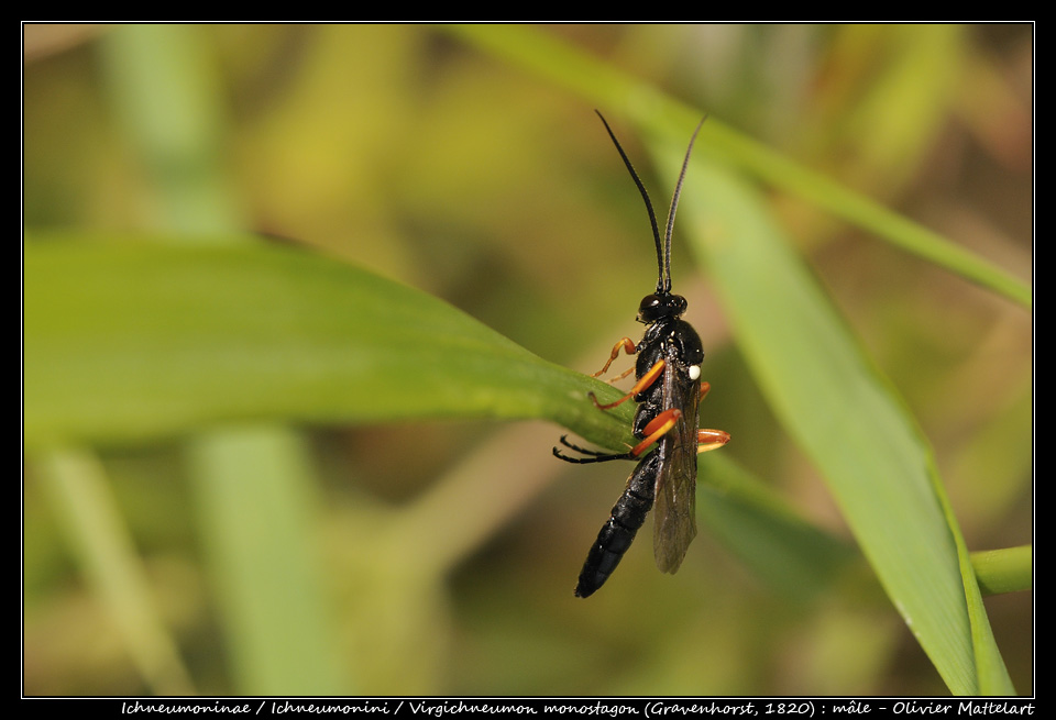 Virgichneumon monostagon (Gravenhorst, 1820) : mâle