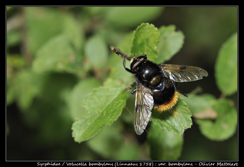 Volucella bombylans (Linnaeus, 1758)