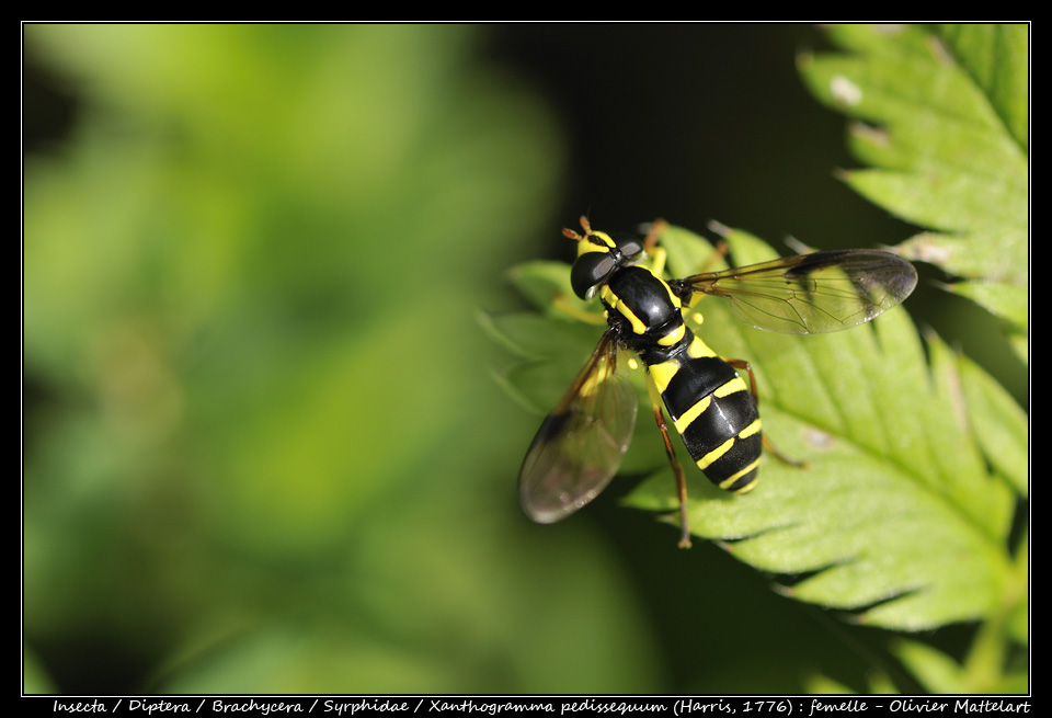 Xanthogramma pedissequum (Harris, 1776) : femelle