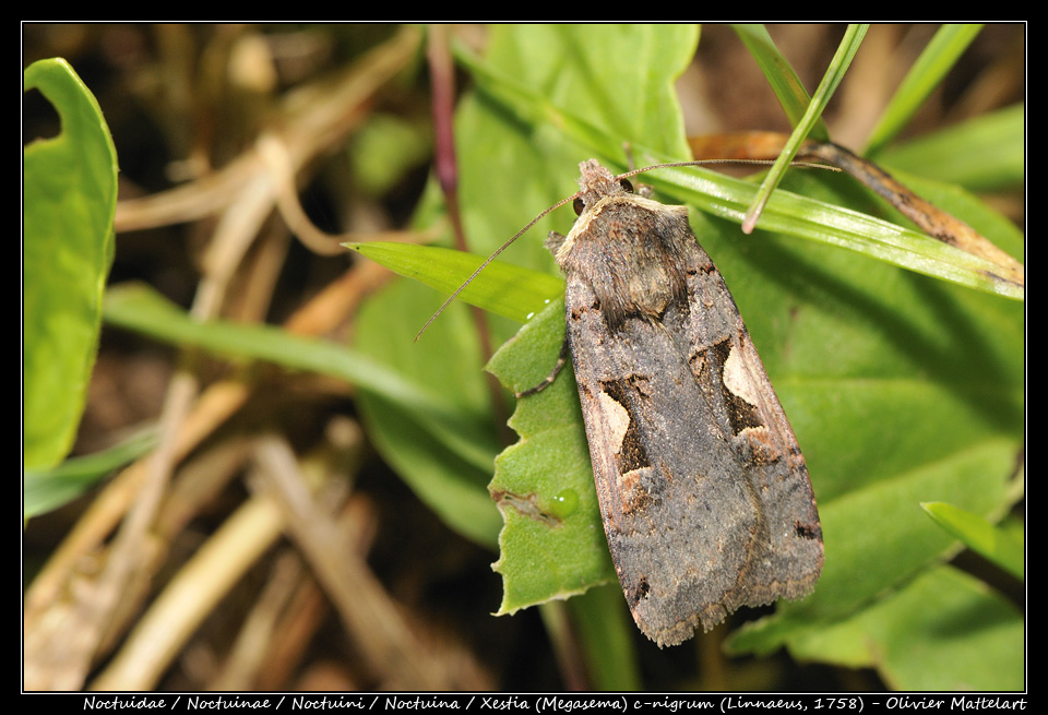 Xestia (Megasema) c-nigrum (Linnaeus, 1758)