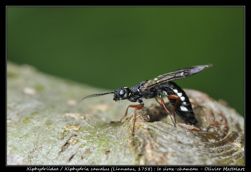 Xiphydria camelus (Linnaeus, 1758)