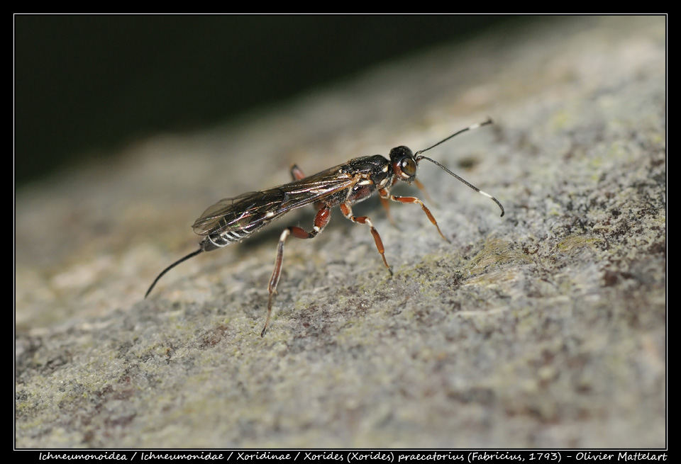 Xorides (Xorides) praecatorius (Fabricius, 1793)