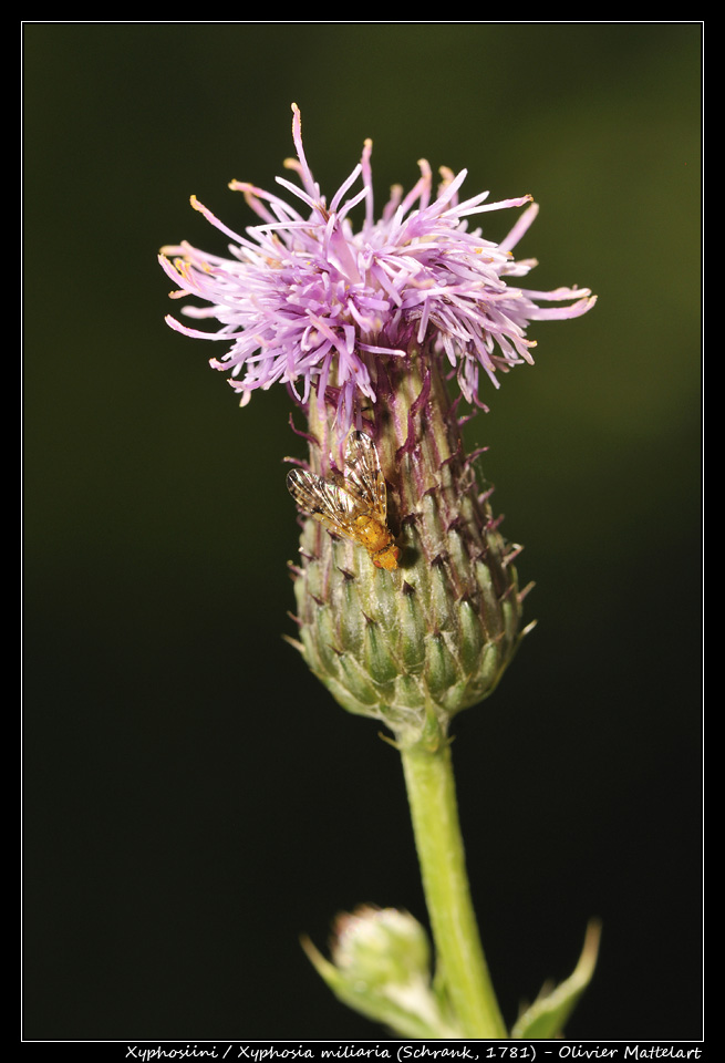 Xyphosia miliaria (Schrank, 1781)