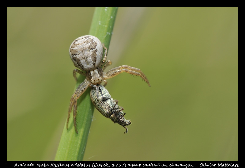  Xysticus cristatus (Clerck, 1757)